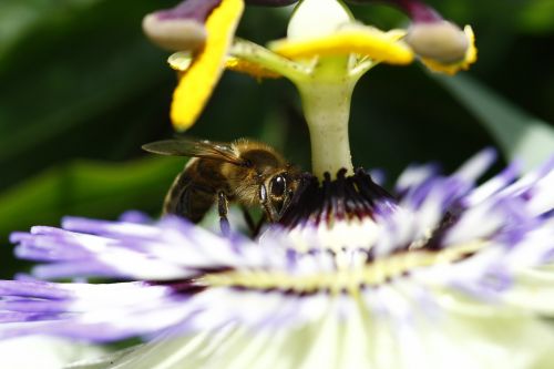 bee polin flower
