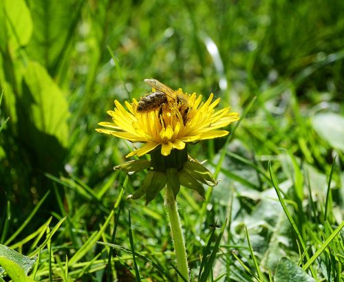 bee pollen spring