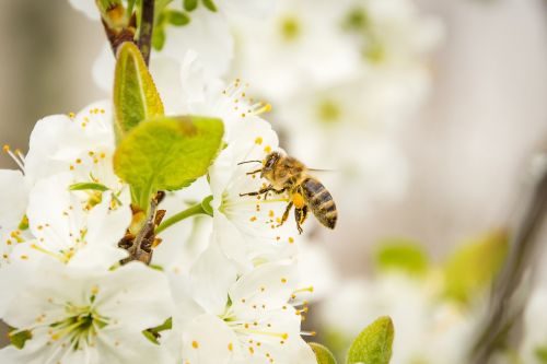 bee honey bee blossom