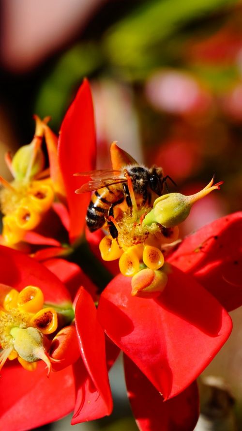 bee macro nature