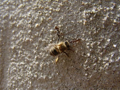 bee ants power clock