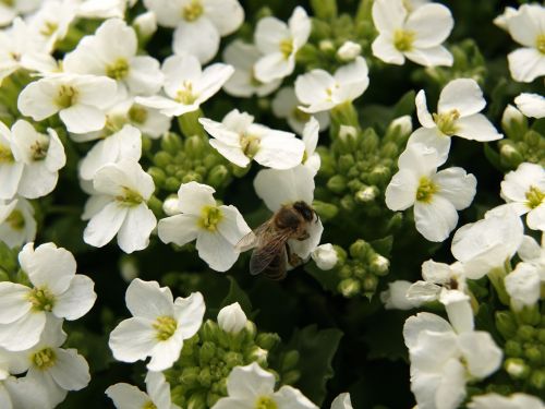 bee flower insect