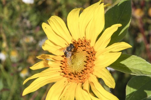 bee sun flower yellow