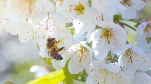 bee flower blossom