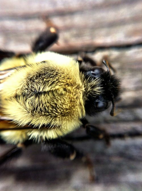 bee wasp macro