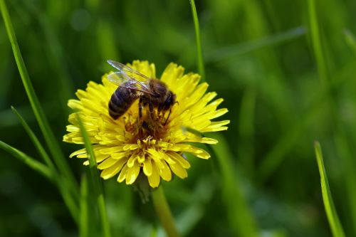 bee flower dandelion