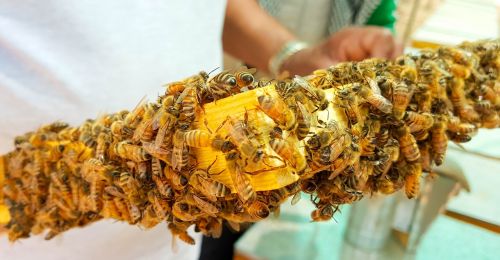 bee bees honey