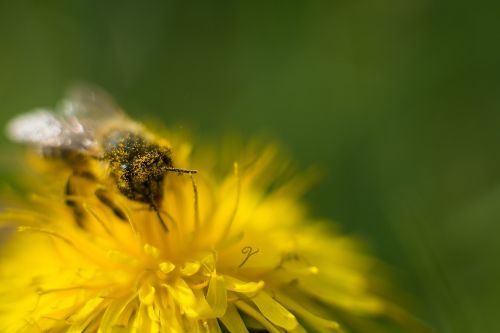 bee dandelion flower