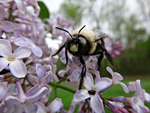 bee flower nature