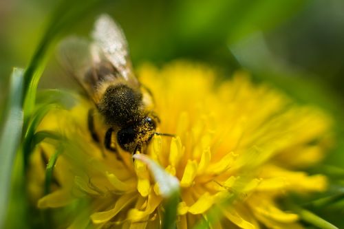 bee dandelion flower