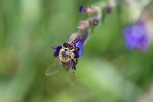 bee pollen nature