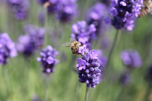 bee pollen nature