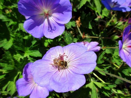 bee flower purple