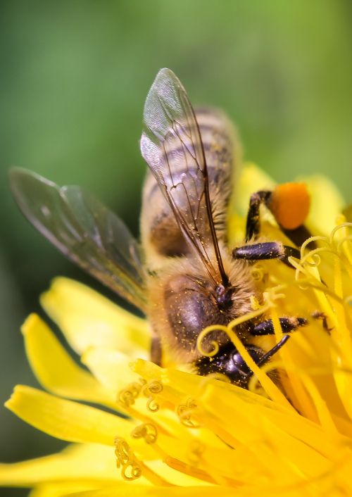 bee closeup macro