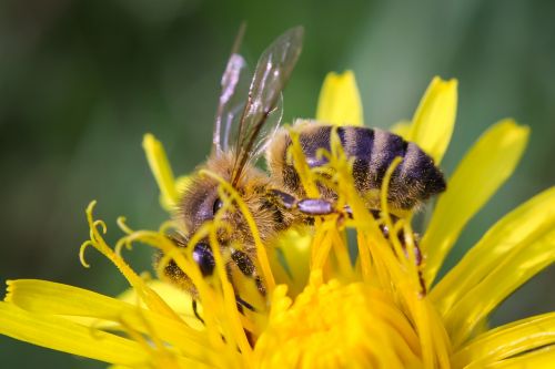 bee closeup macro