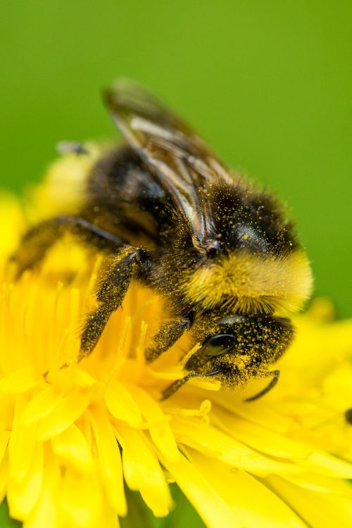 bee pollination blossom