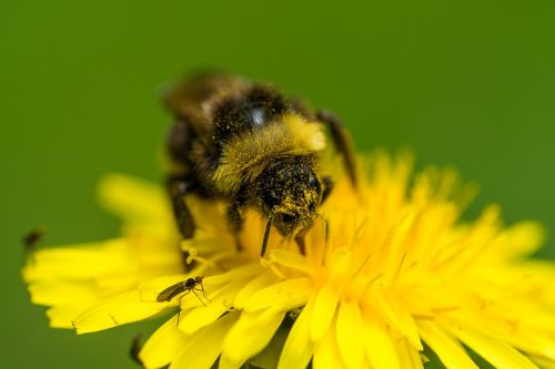 bee pollination dandelion