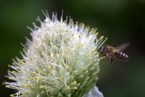 bee flight flower