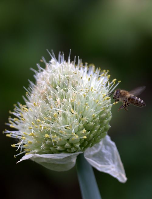 bee flight flower