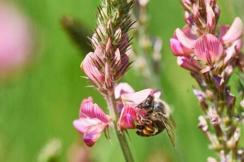 bee flower field