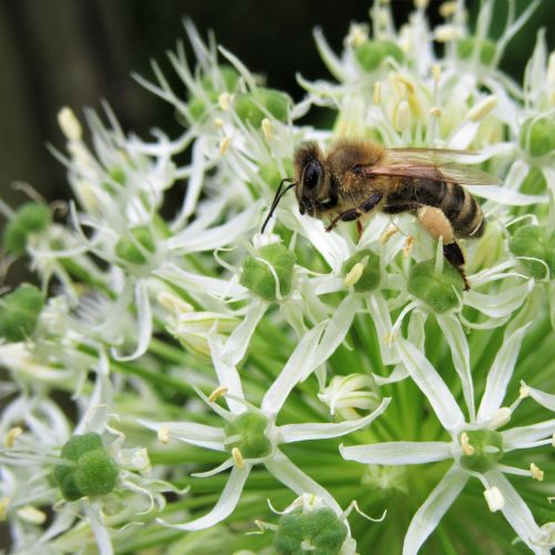 bee ornamental onion pollination