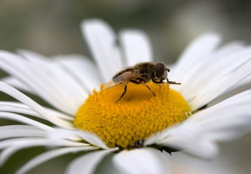 bee daisy pollen