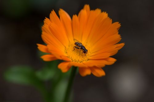 bee flower calendula
