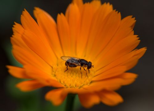 bee flower calendula
