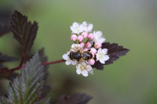 bee blossom bloom