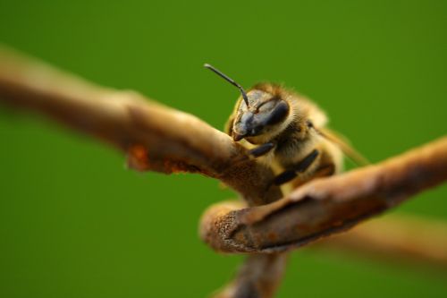 bee macro animal