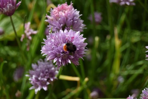 bee chives flower