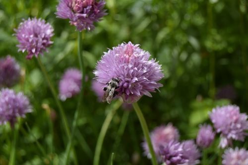 bee chives flower