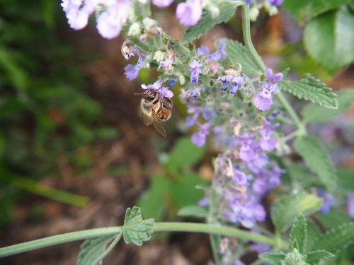 bee garden flower