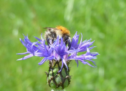 bee insect raindrop