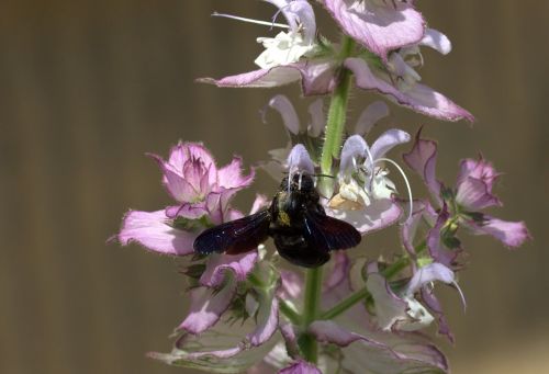 bee flight pollination