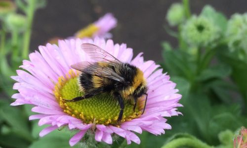 bee insect honeybee