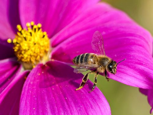 bee honey bee nature