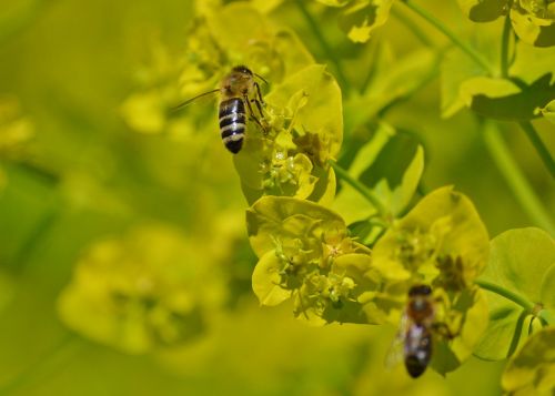 bee insect blossom