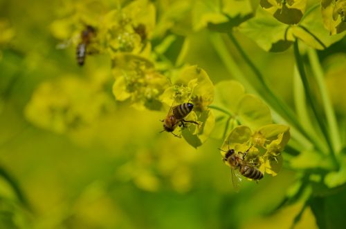 bee insect blossom