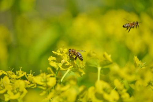 bee insect blossom