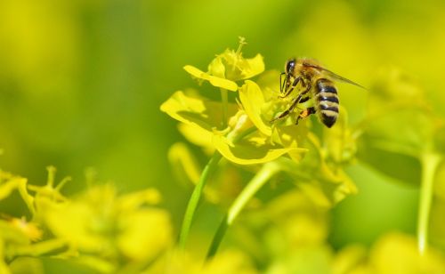 bee insect blossom