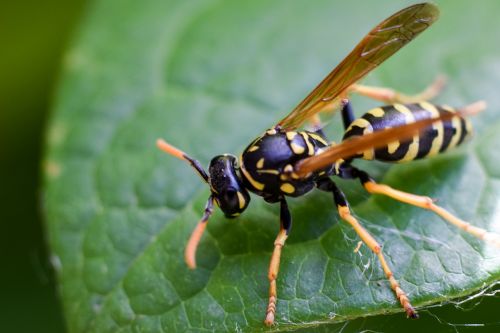 bee macro nature