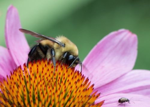 bee flower pink