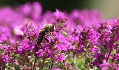 bee insect close