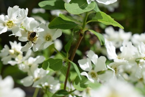 bee flower bud