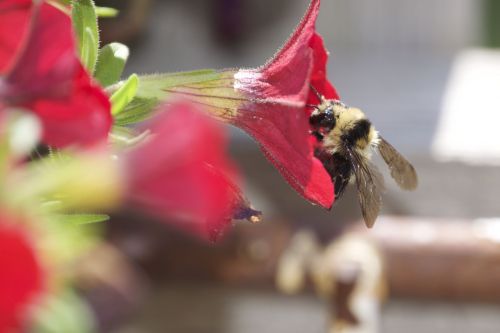 bee flower sweet