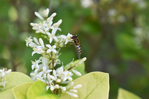 bee flower honeysuckle