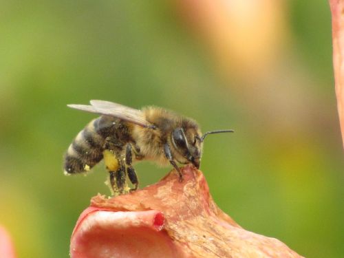 bee blossom bloom