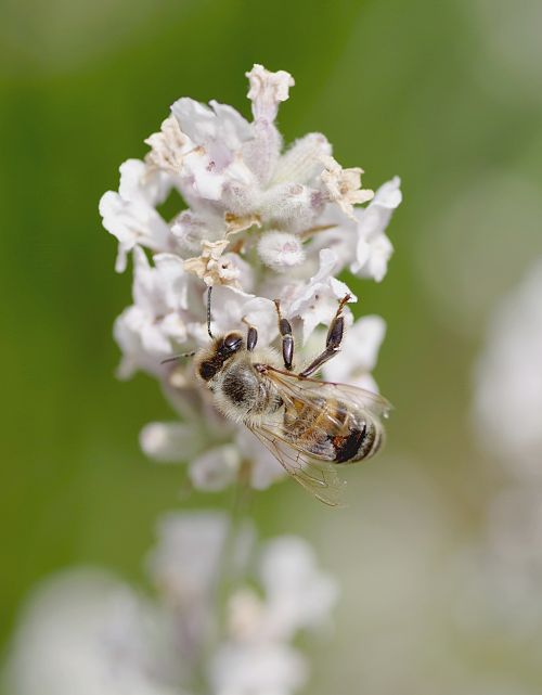 bee insect pollinates