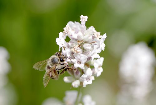 bee flower pollinate